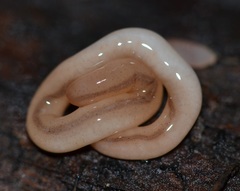 Geonemertes pelaensis