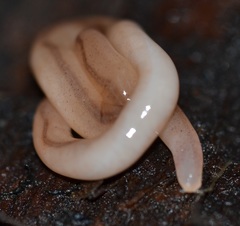 Geonemertes pelaensis