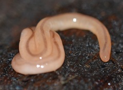 Geonemertes pelaensis