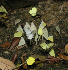 Appias lyncida eleonora