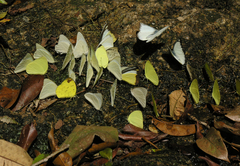 Appias lyncida eleonora