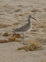 Tringa semipalmata semipalmata