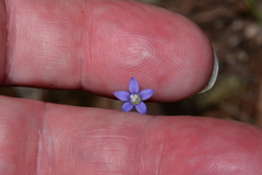 Wahlenbergia gymnoclada