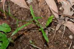 Wahlenbergia gymnoclada