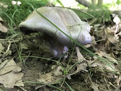 Thaxterogaster purpurascens