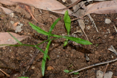 Wahlenbergia gymnoclada