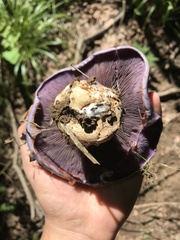 Thaxterogaster purpurascens