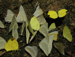 Appias indra thronion