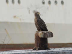 Haliaeetus albicilla