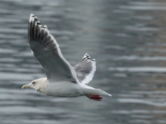 Larus schistisagus