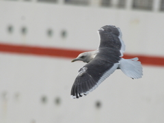 Larus schistisagus