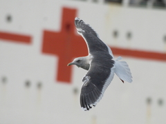 Larus schistisagus
