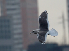 Larus schistisagus