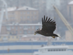 Haliaeetus albicilla
