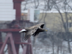 Haliaeetus albicilla