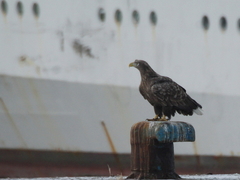 Haliaeetus albicilla
