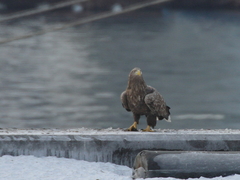 Haliaeetus albicilla
