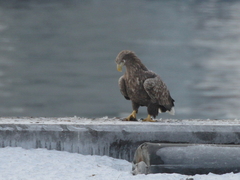 Haliaeetus albicilla