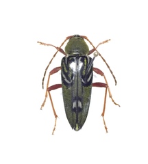 Trichoxys labyrinthicus