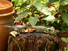 Microspingus cinereus