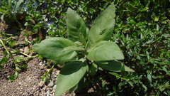 Pluchea carolinensis