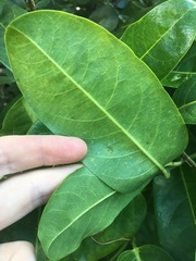 Passiflora laurifolia