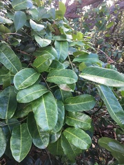 Passiflora laurifolia