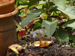 Microspingus cinereus