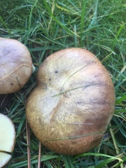 Suillus brevipes image