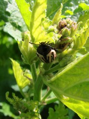 Calligrapha sigmoidea