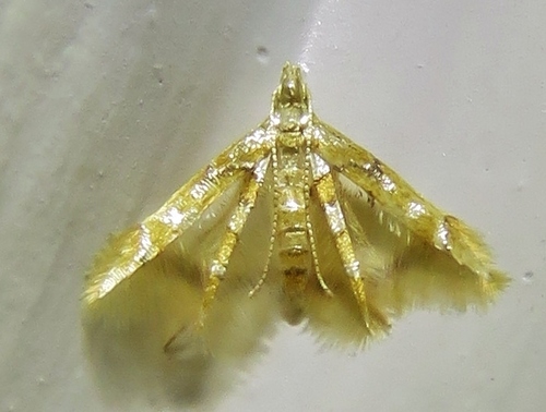 Miraculous Idiogloss Moth