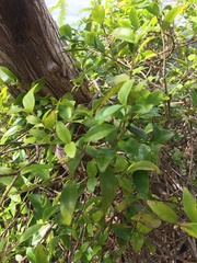 Alyxia stellata