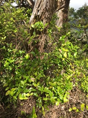 Alyxia stellata