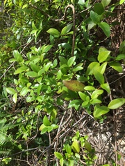 Alyxia stellata