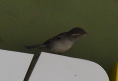Passer domesticus