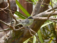 Microspingus cinereus