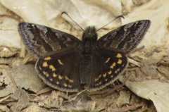 Erynnis montanus