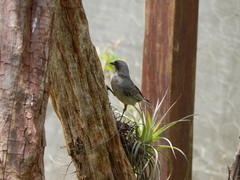 Microspingus cinereus