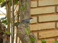 Microspingus cinereus