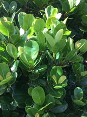 Syzygium sandwicense