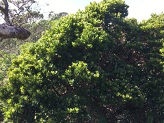 Syzygium sandwicense