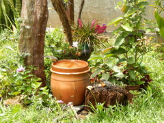 Microspingus cinereus