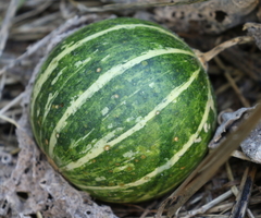 Cucurbita foetidissima