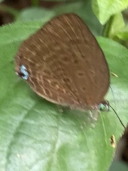 Arhopala major