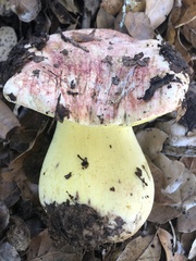 Butyriboletus querciregius