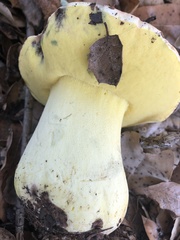 Butyriboletus querciregius