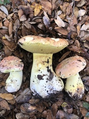 Butyriboletus querciregius