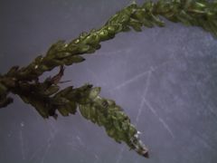 Weymouthia cochlearifolia