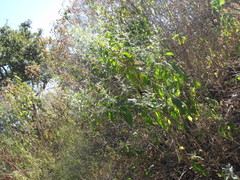 Buddleja sessiliflora