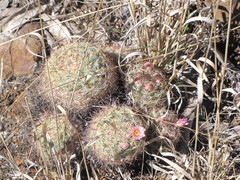 Mammillaria jaliscana jaliscana